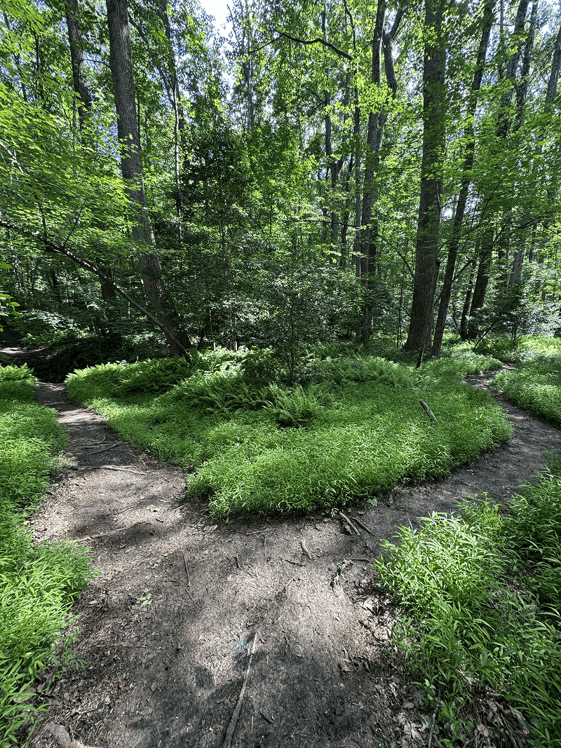 Wooded trail in Piney Branch Stream Valley Park