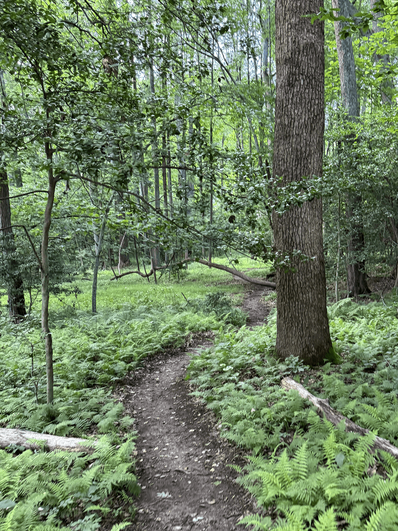 Wooded trail along the circuit training course