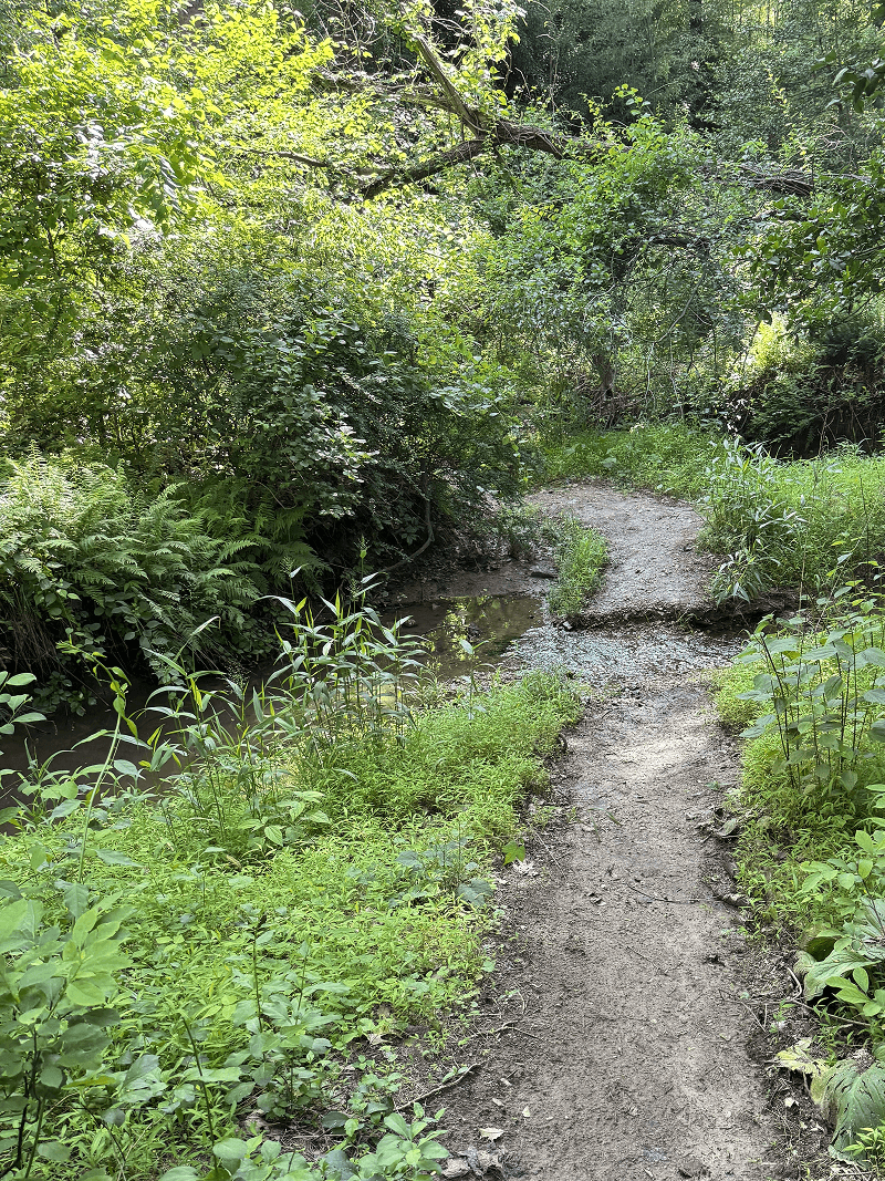 Stream crossing on the trail