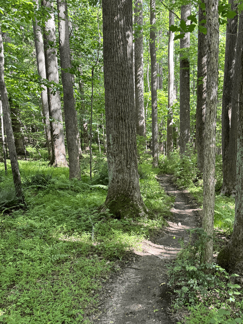Forest path in the park